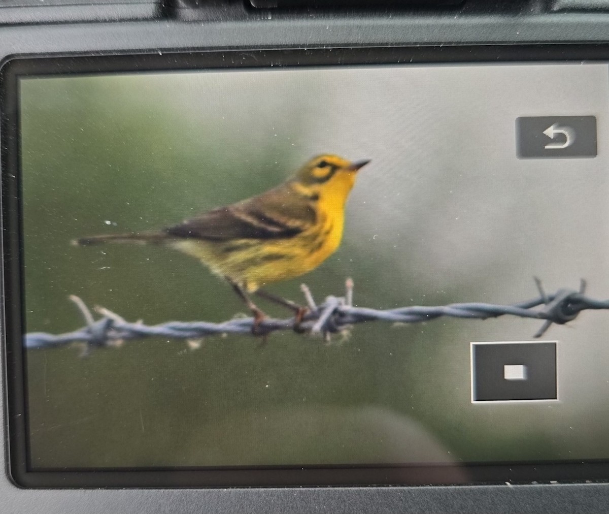 Prairie Warbler - ML644952586
