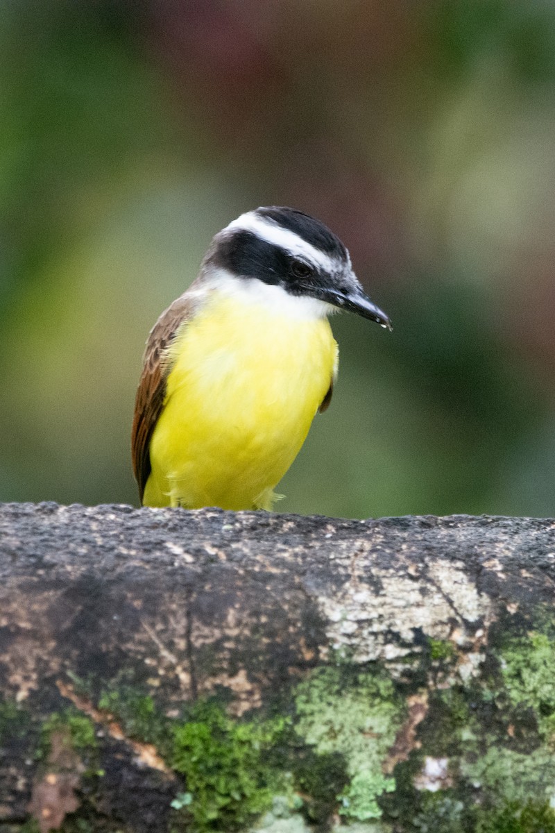 Great Kiskadee - ML644952588