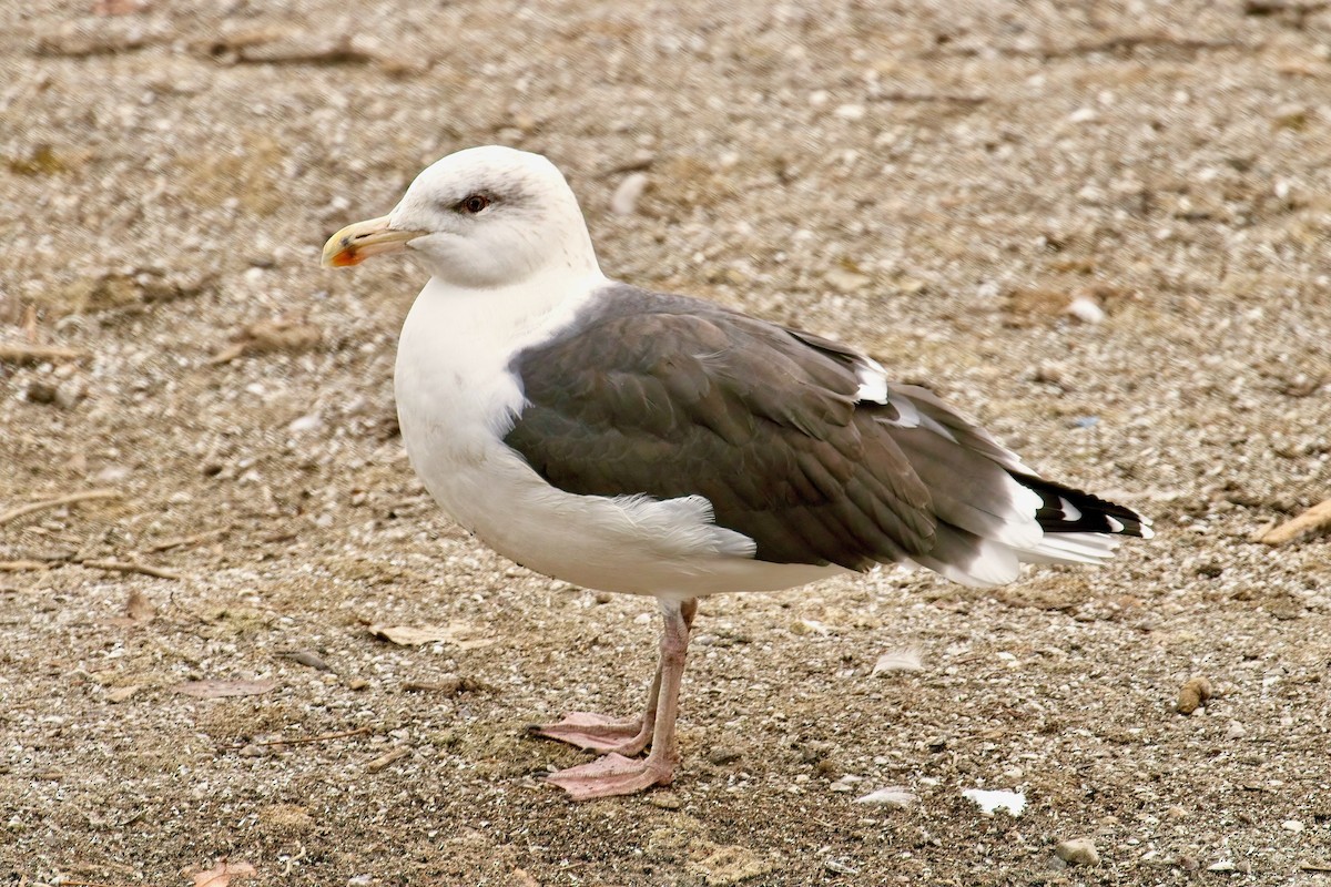 racek mořský - ML644952601