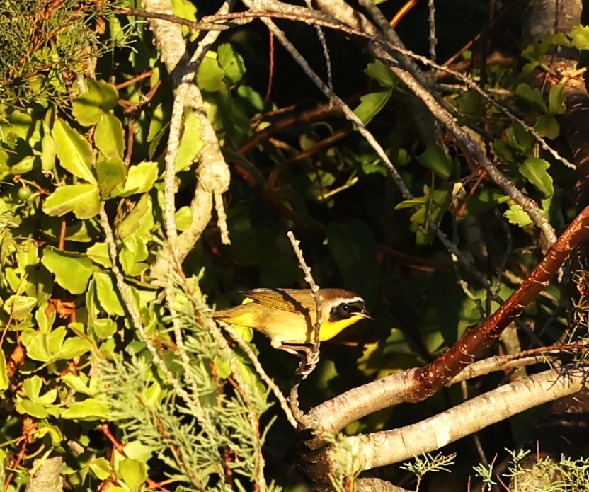 Paruline masquée - ML644952619