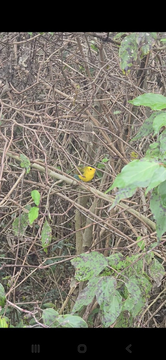 Wilson's Warbler - ML644952622