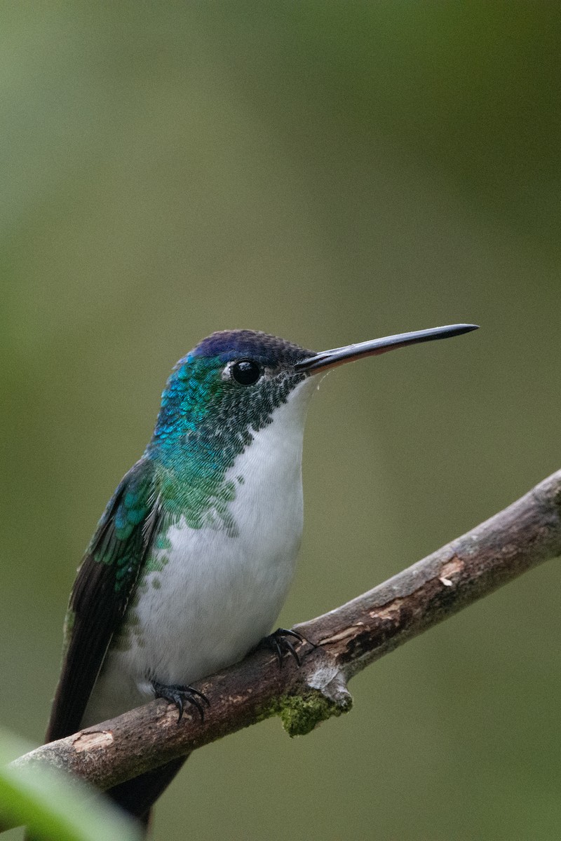 Andean Emerald - ML644952626
