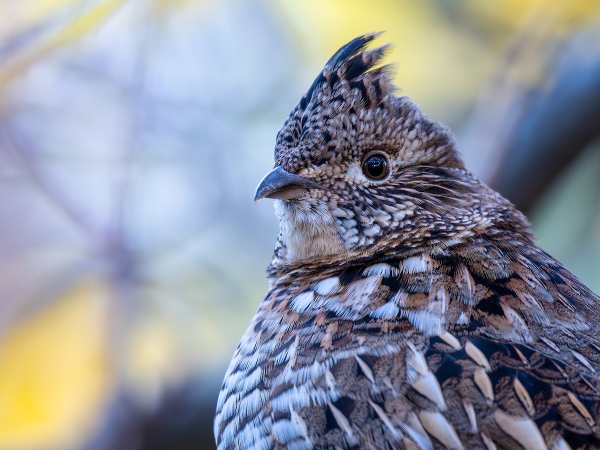 Kragenhuhn - ML644952654