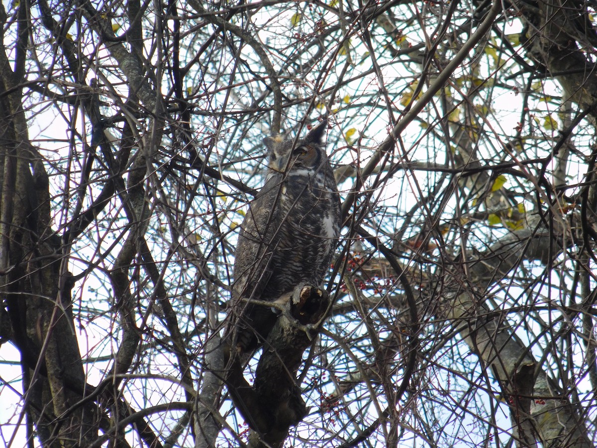 Great Horned Owl - ML644952655