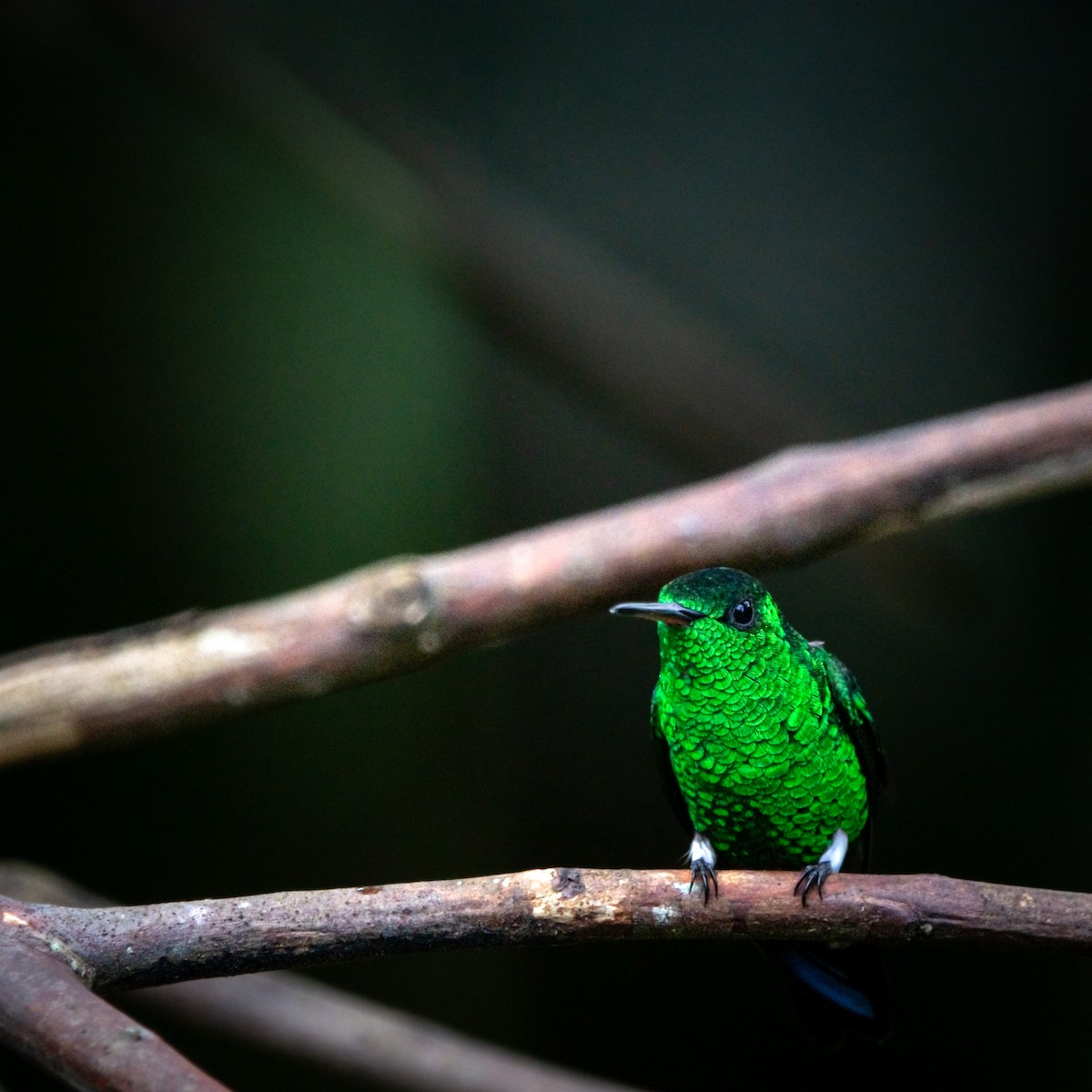 Steely-vented Hummingbird - ML644952664