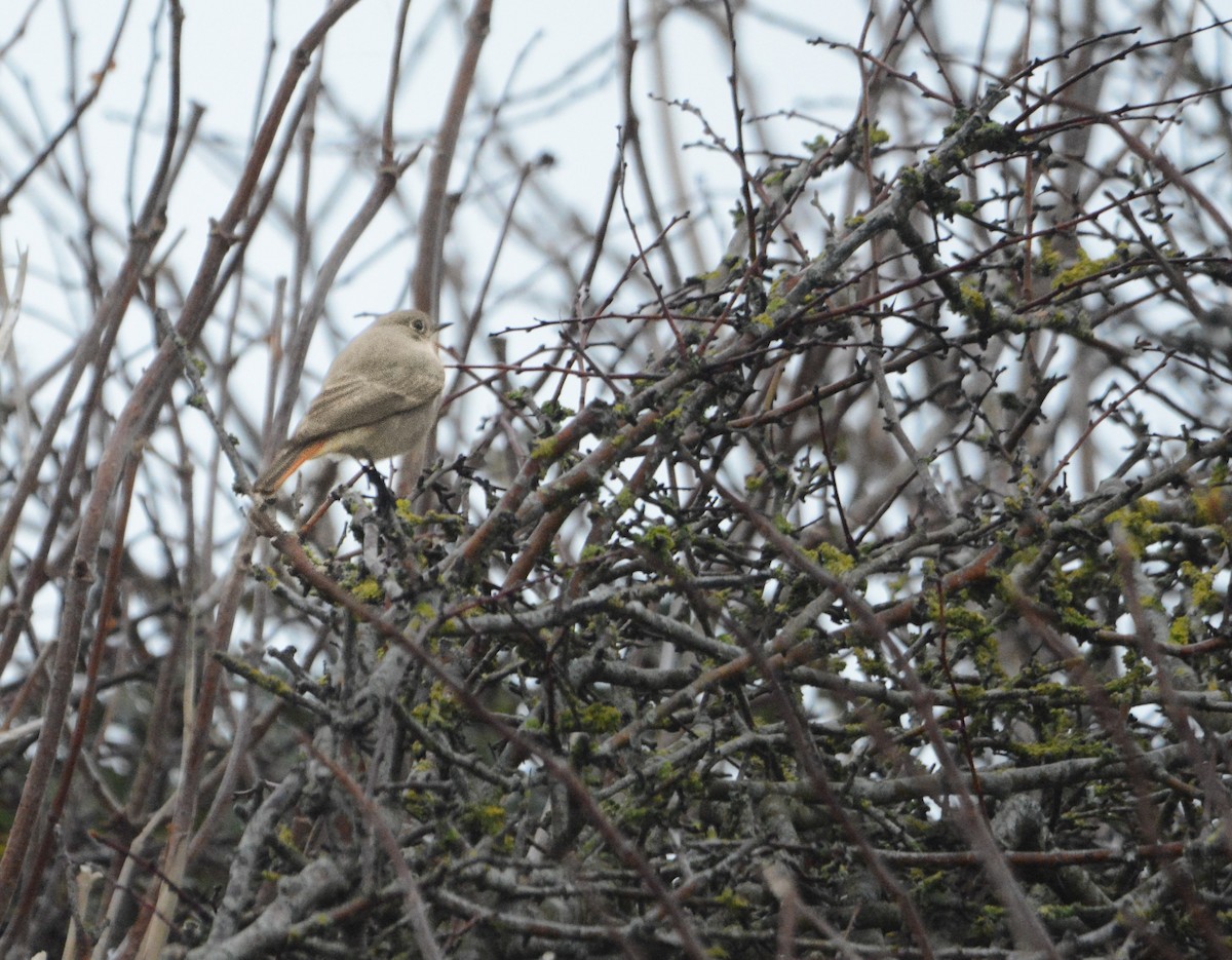 Black Redstart - ML644952680