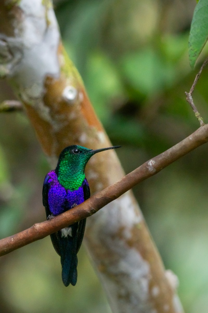 Crowned Woodnymph - ML644952690