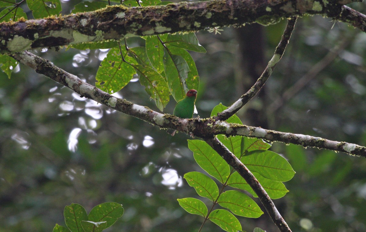 Рыжеголовая танагра - ML644952697