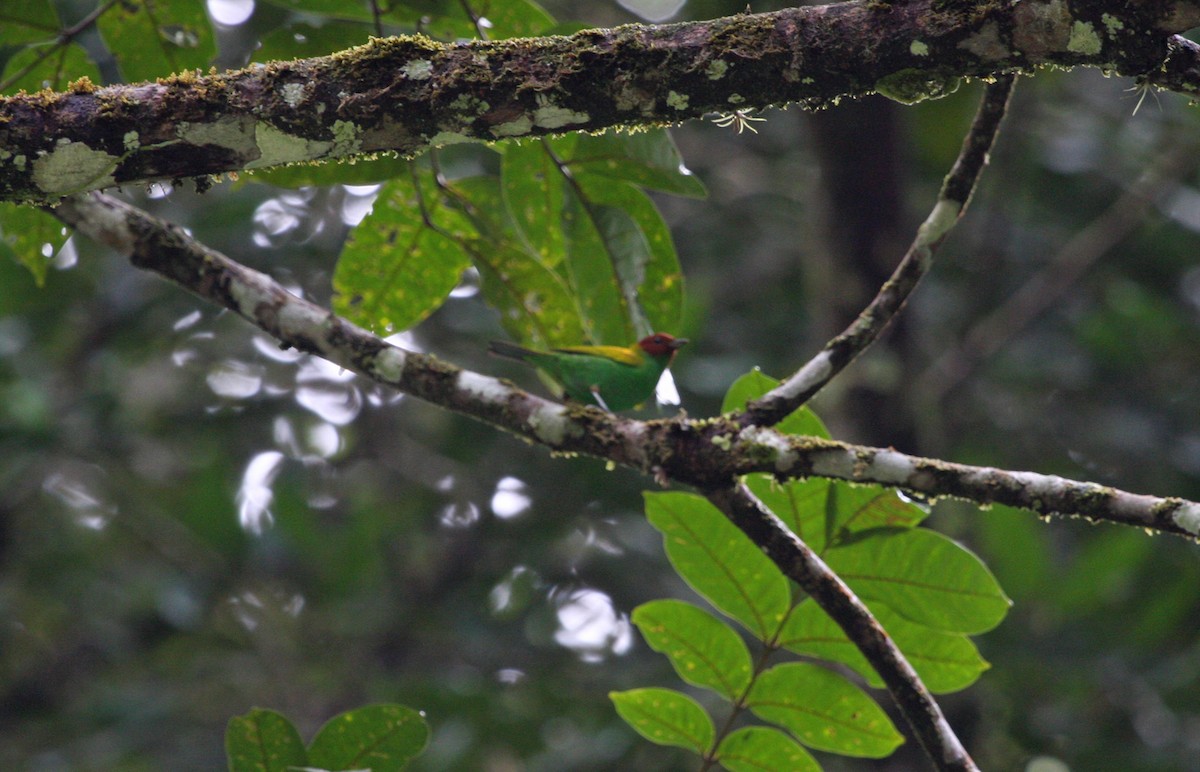 Рыжеголовая танагра - ML644952698