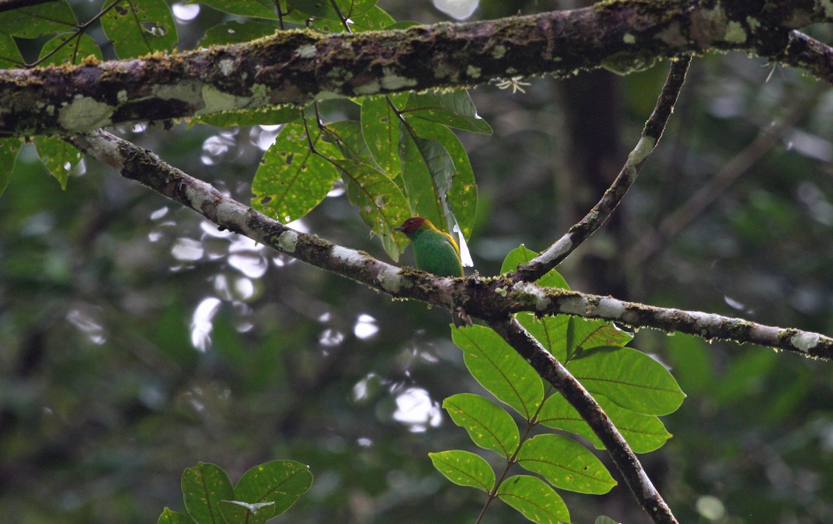 Рыжеголовая танагра - ML644952699