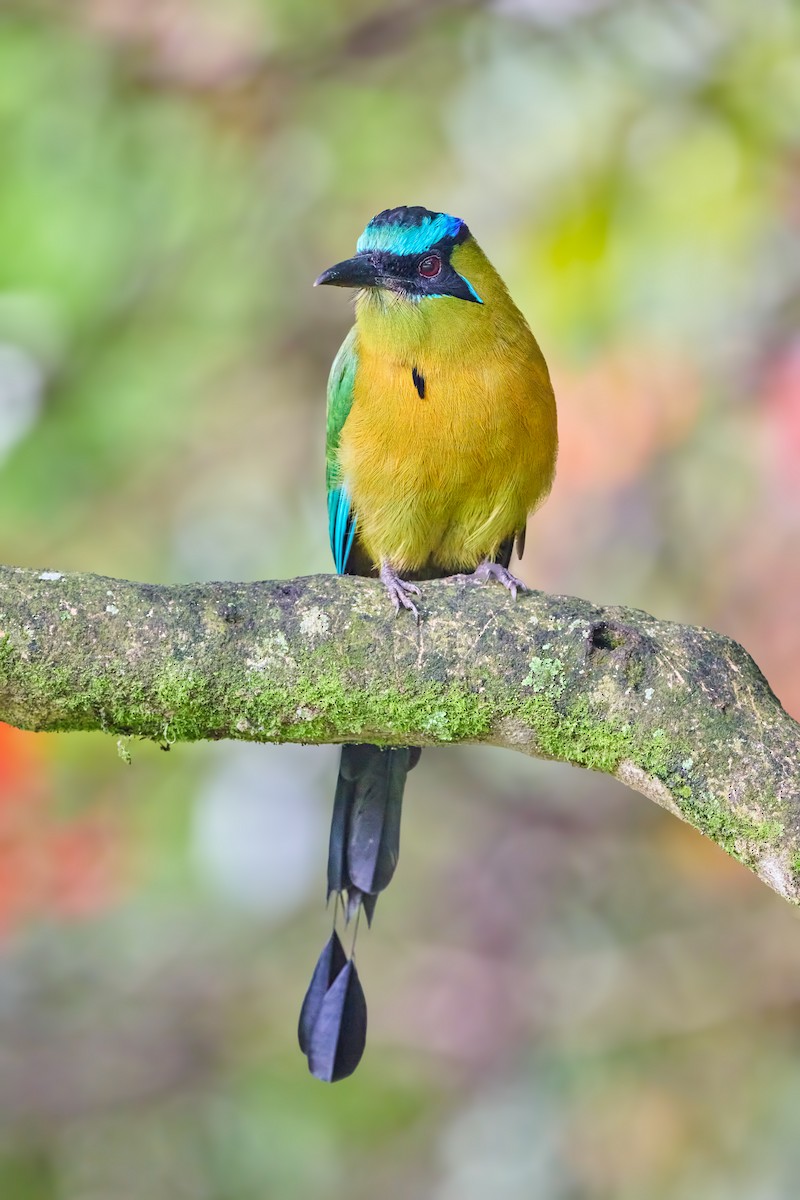 Lesson's Motmot - ML644952700