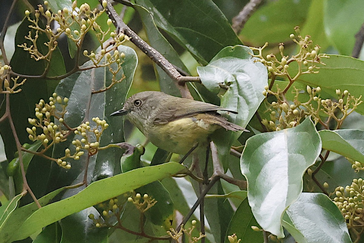 Mountain Thornbill - ML644952712