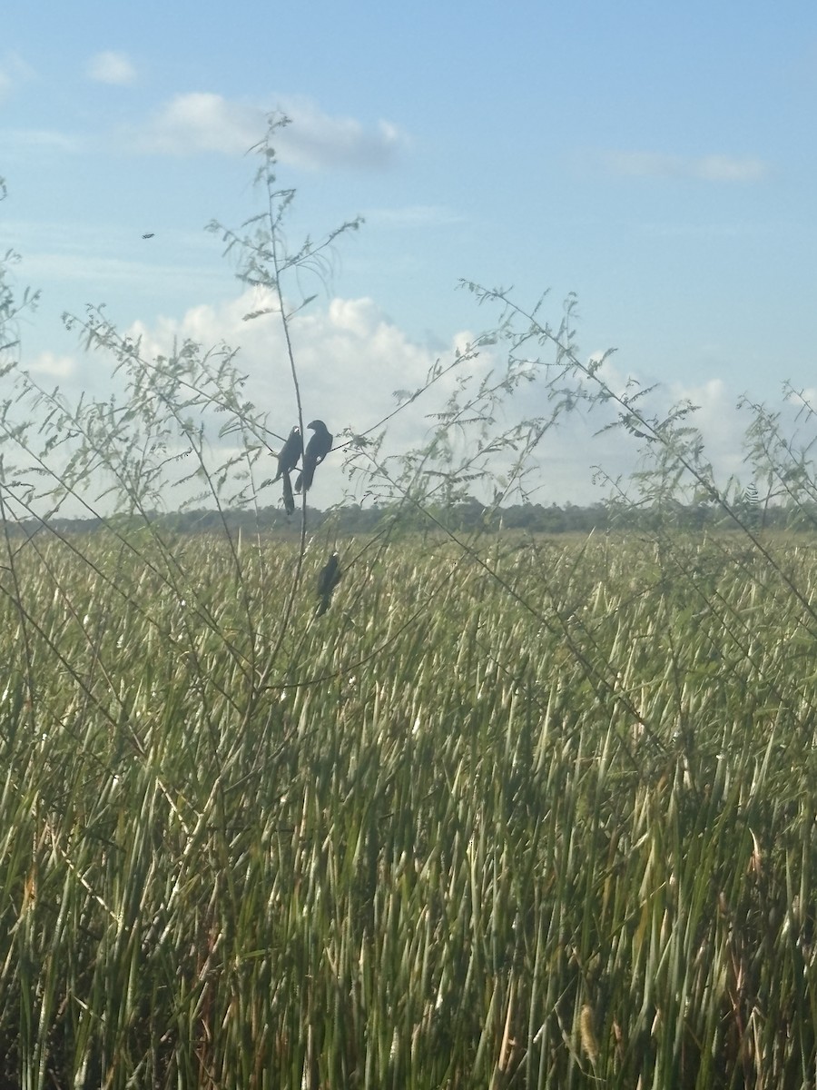 Smooth-billed Ani - ML644952737