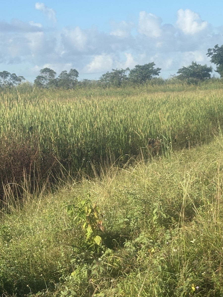 Groove-billed Ani - ML644952748