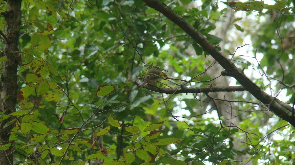 Acadian Flycatcher - ML644952751