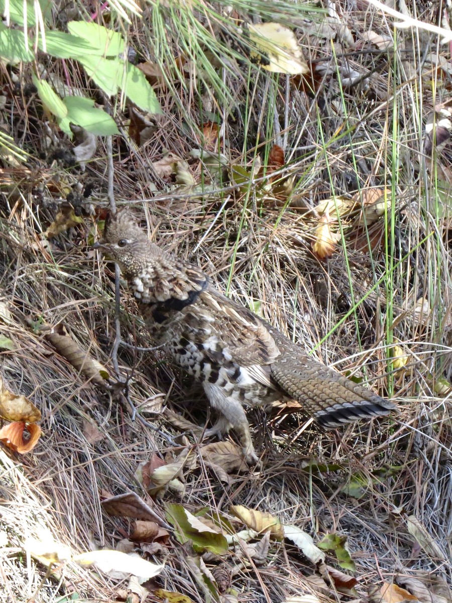 Ruffed Grouse - ML644952753