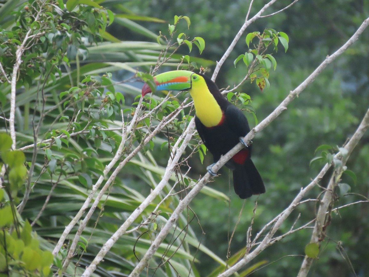 Keel-billed Toucan - ML644952767