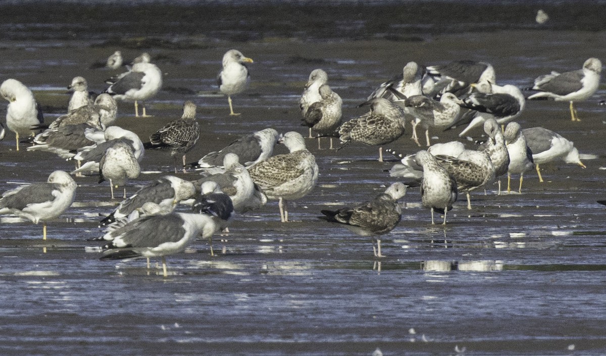 racek mořský - ML644952776