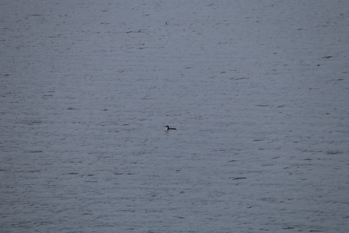 duck sp. - ML644952778