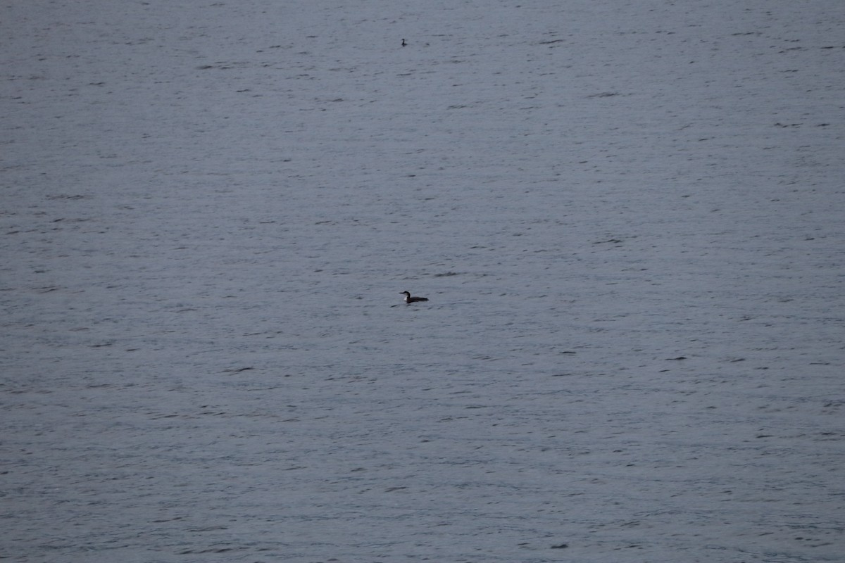 duck sp. - ML644952779