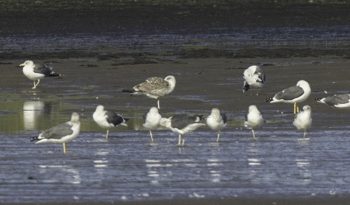 racek mořský - ML644952781