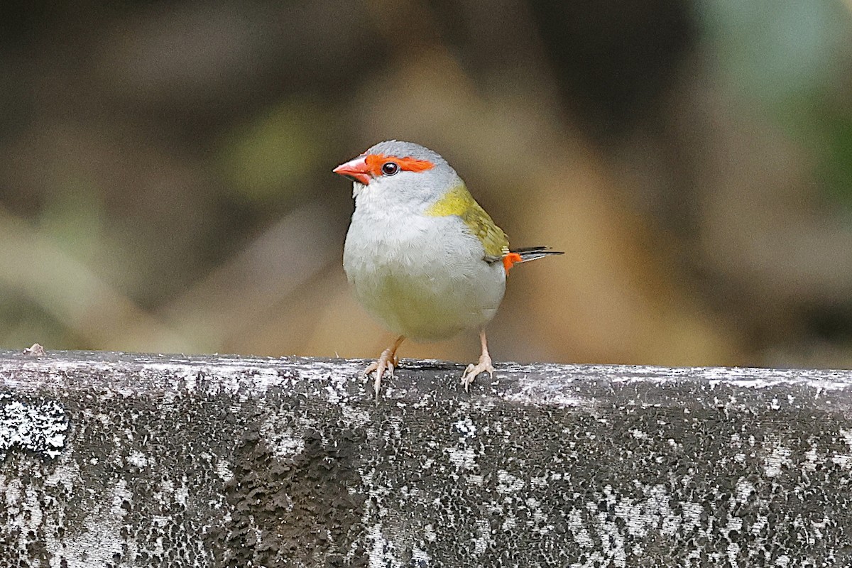 Al Kaşlı Belikınalı - ML644952797