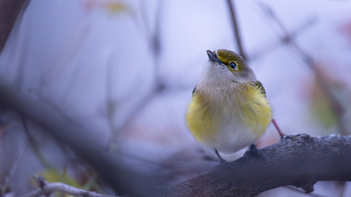 White-eyed Vireo - ML644952803