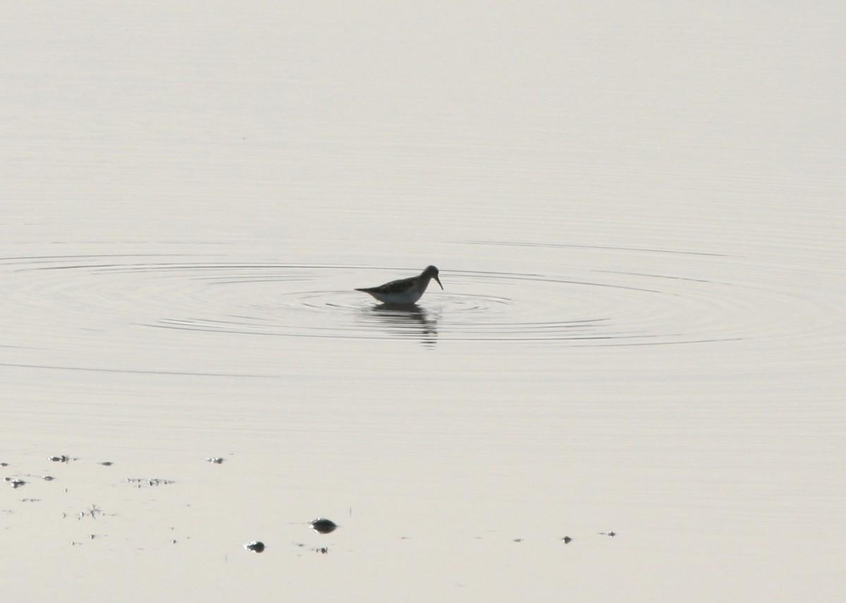 Pectoral Sandpiper - ML644952808