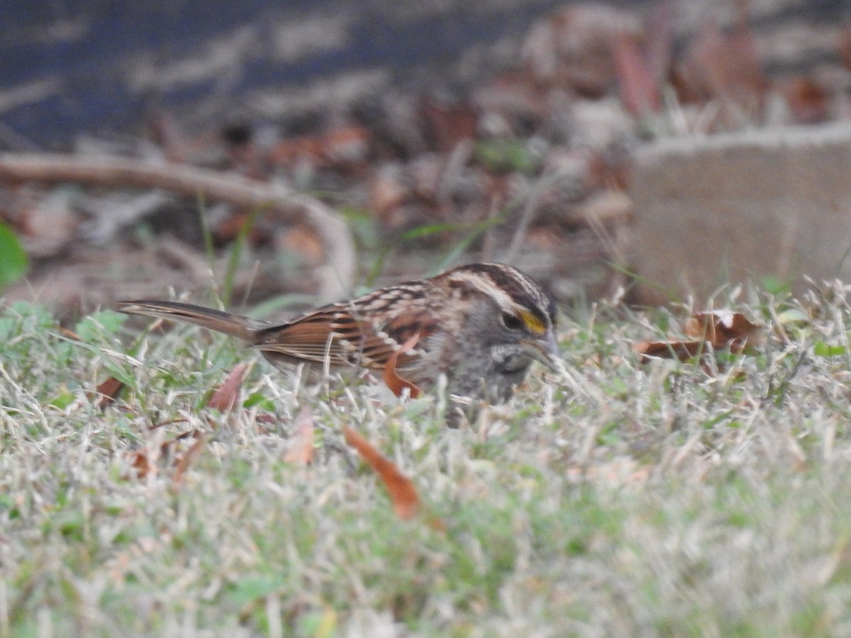 White-throated Sparrow - ML644952809