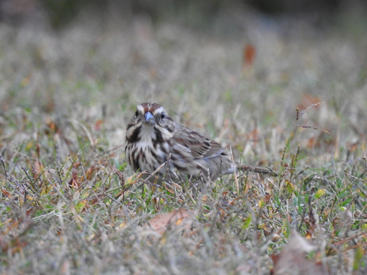 Song Sparrow - ML644952817