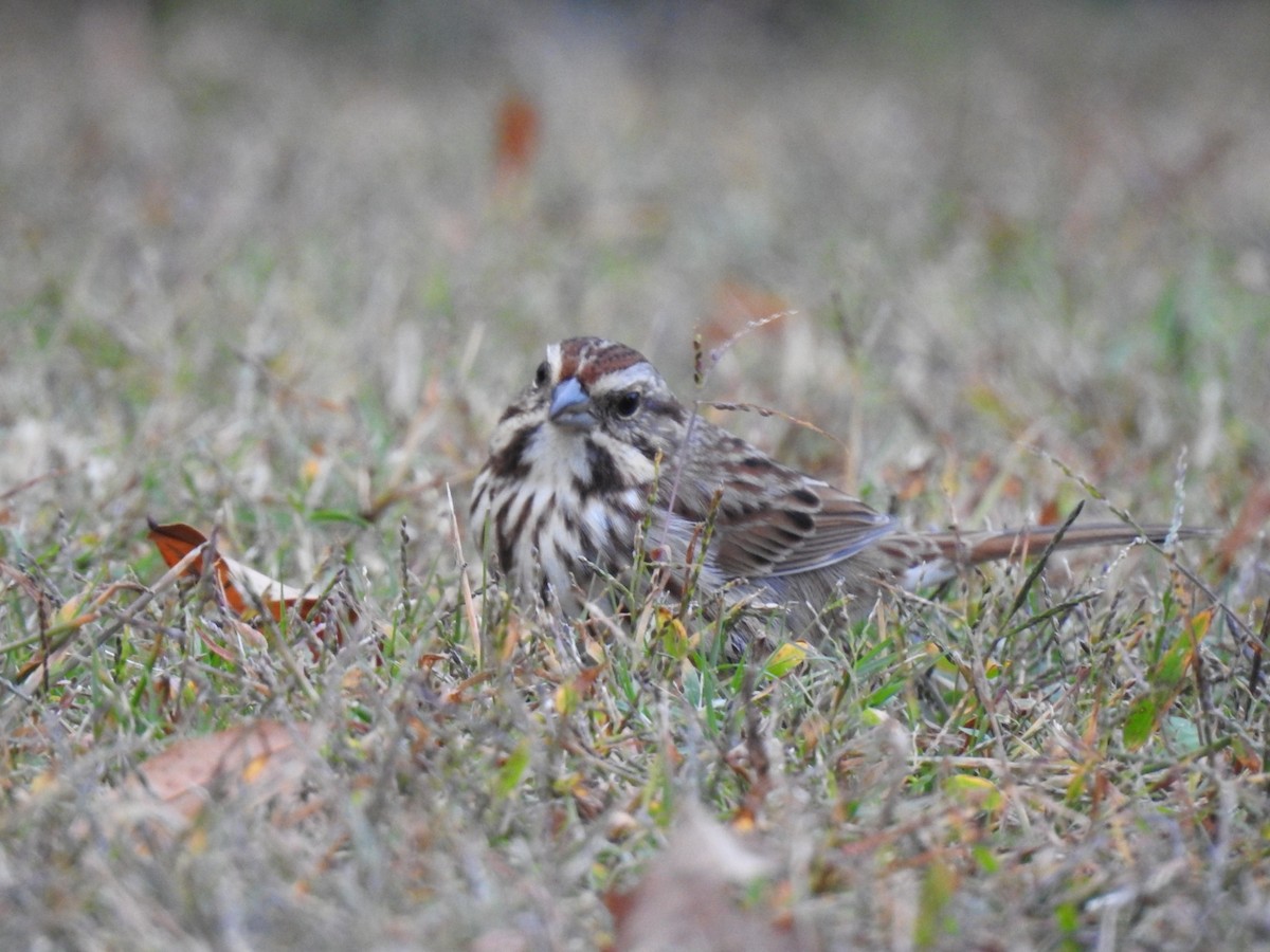 Song Sparrow - ML644952818
