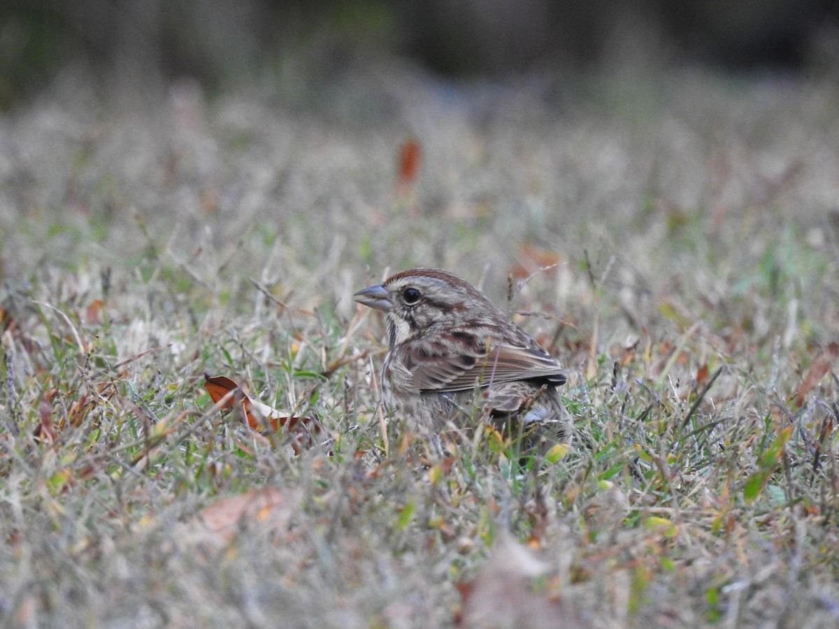 Song Sparrow - ML644952819