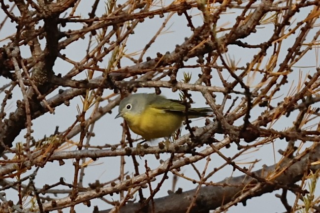 Nashville Warbler - ML644952823