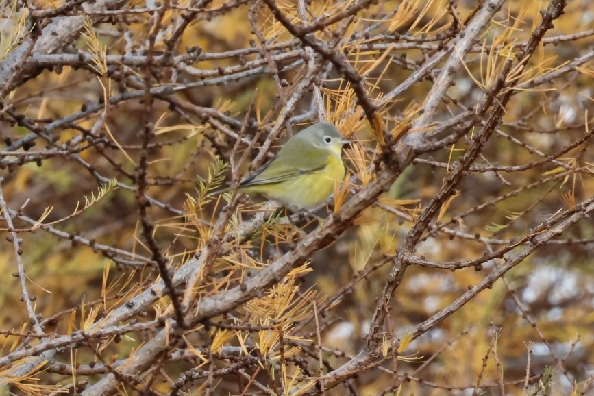 Nashville Warbler - ML644952824