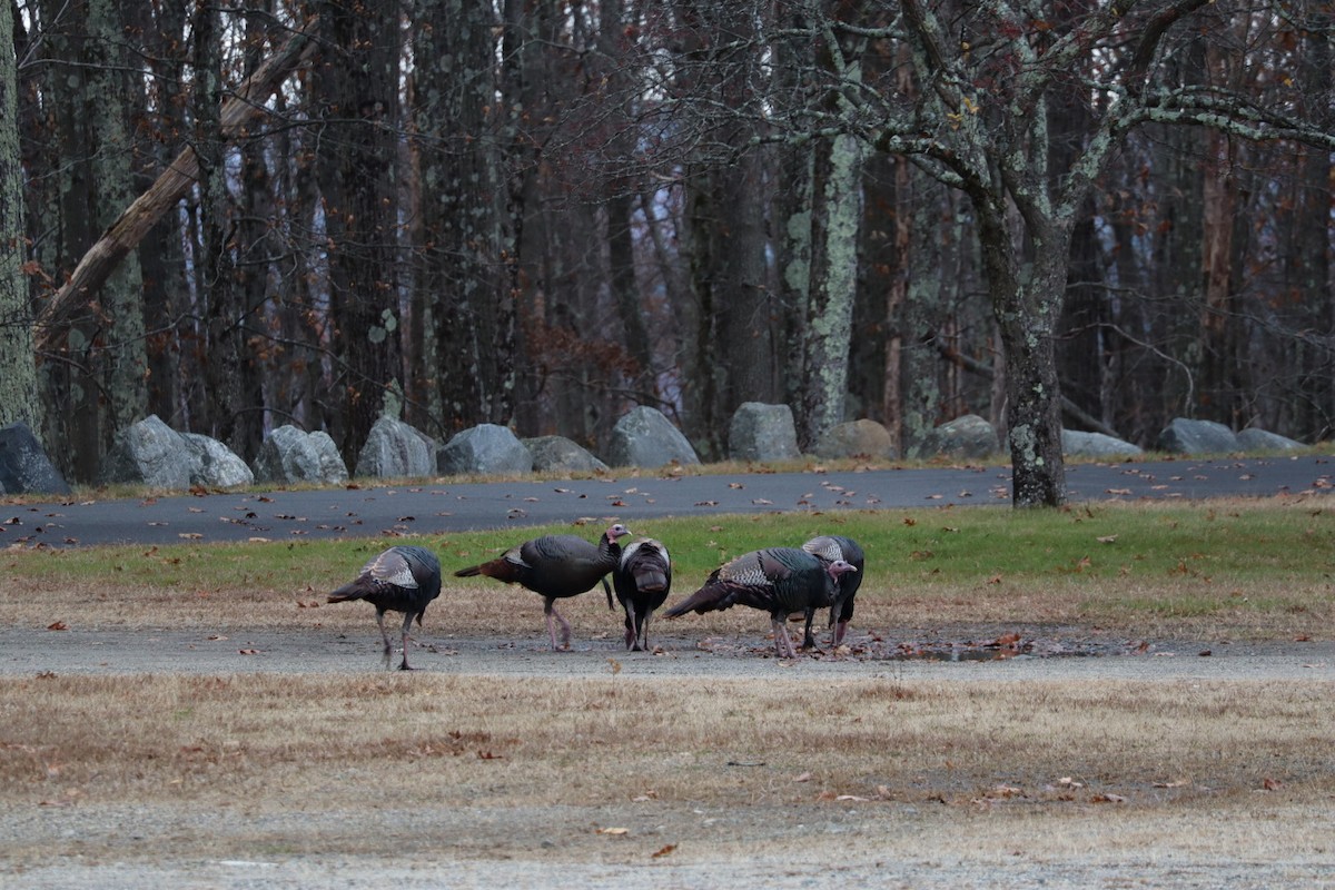 Wild Turkey - ML644952827