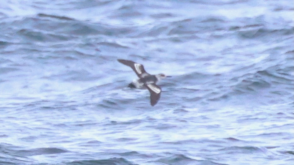 אוריה שחורה - ML644952837