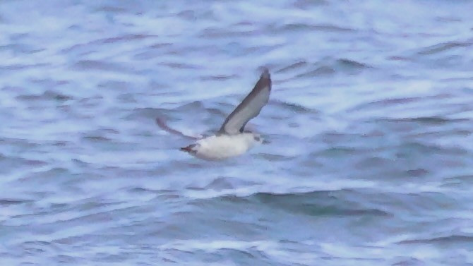 אוריה שחורה - ML644952838