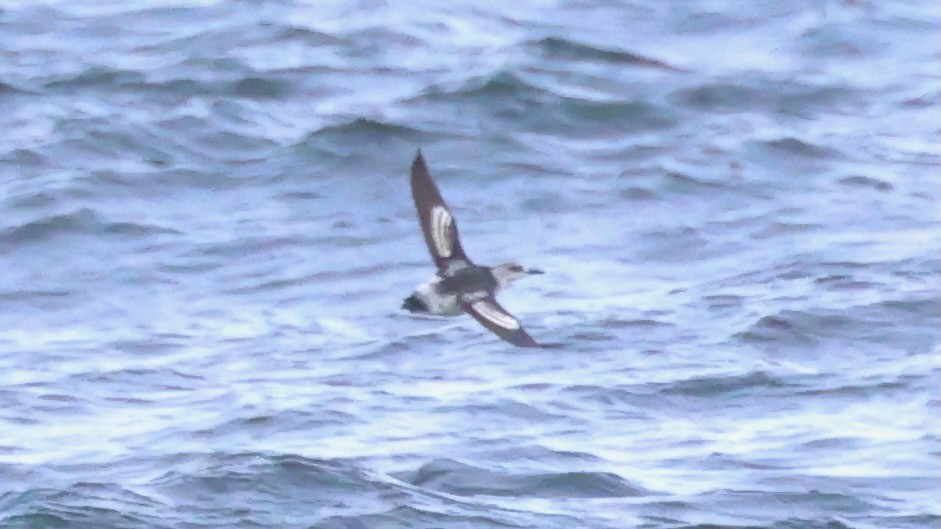 אוריה שחורה - ML644952839