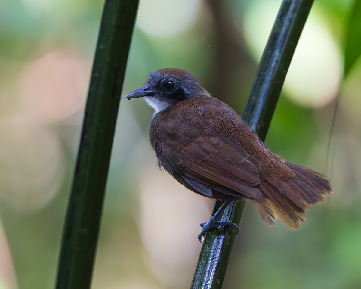 Bicolored Antbird - ML644952843