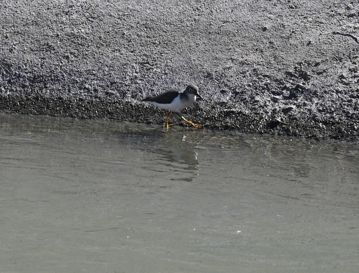 Spotted Sandpiper - ML644952858