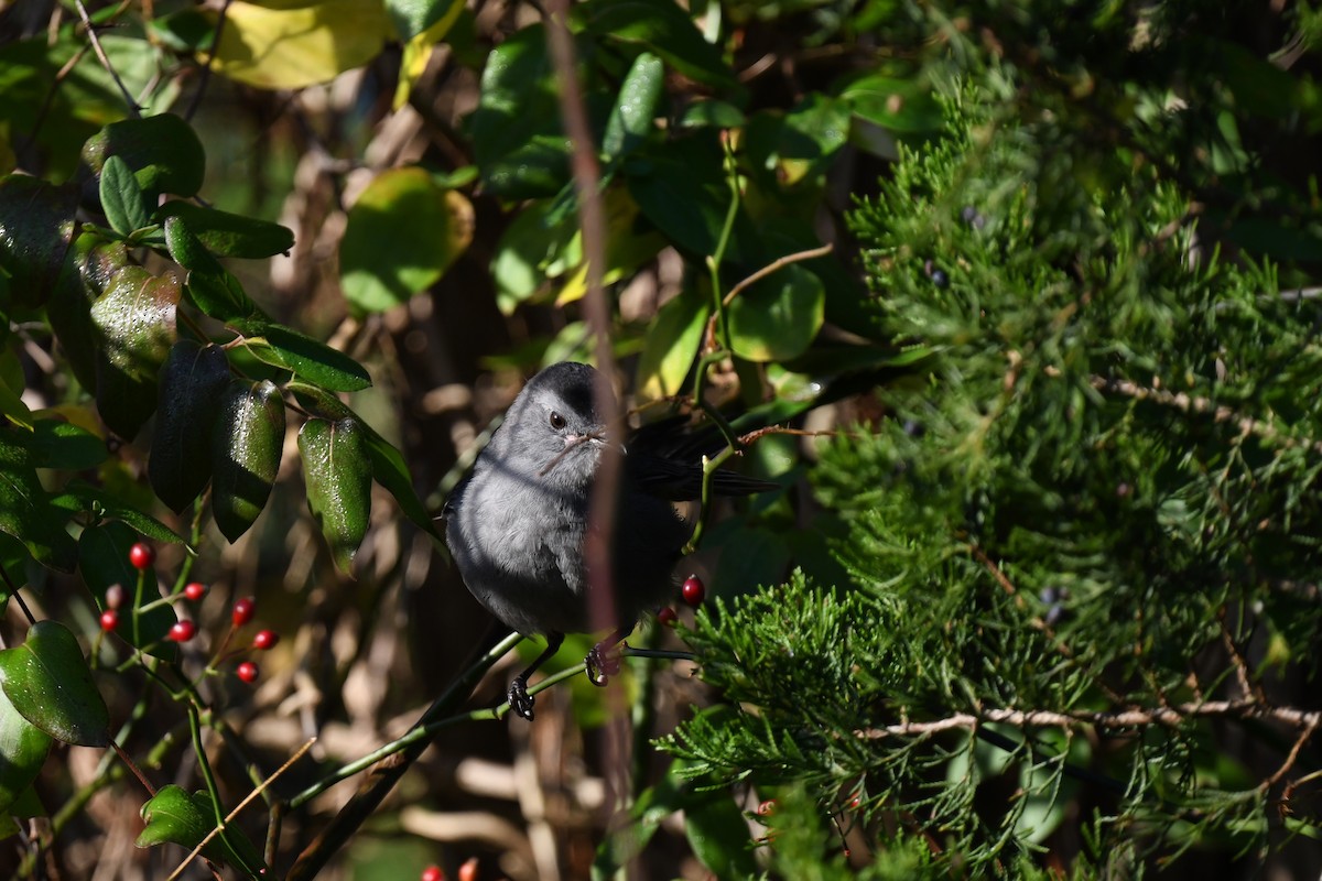 Gray Catbird - ML644952870