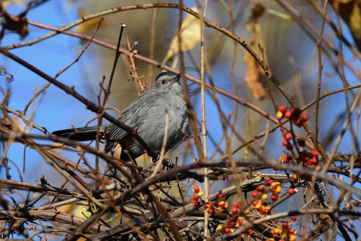 Gray Catbird - ML644952872