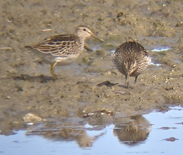 חופית כהת-חזה - ML644952894