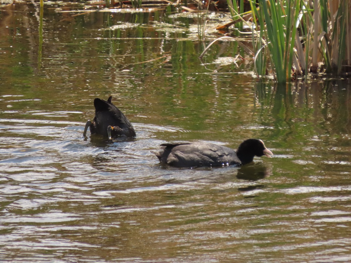 白冠雞 - ML644952902