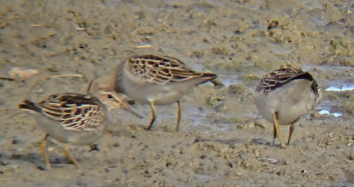 חופית כהת-חזה - ML644952906