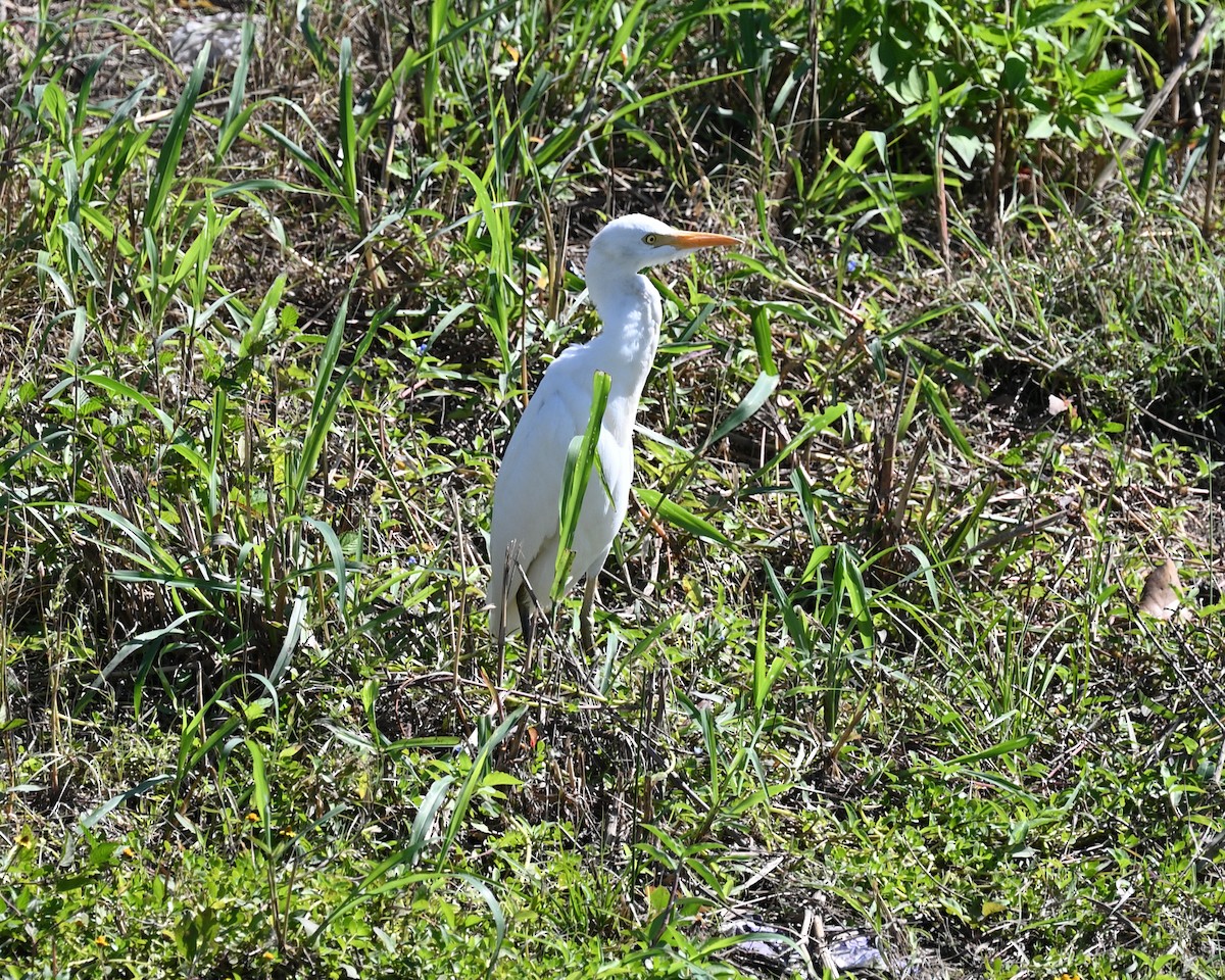 Western Cattle-Egret - ML644952908