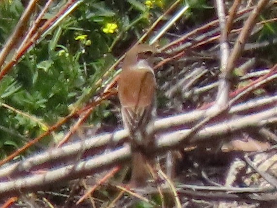 紅背伯勞 - ML644952912