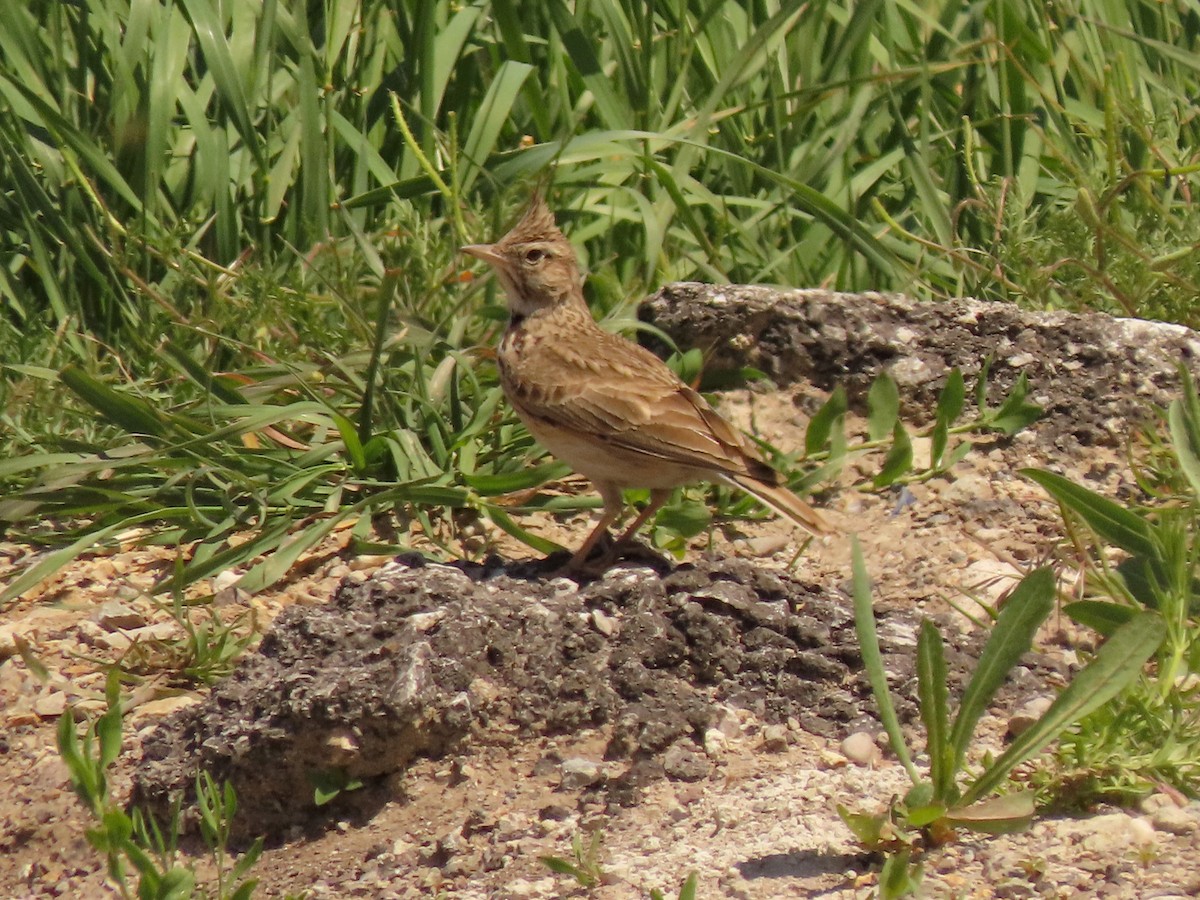 Crested Lark - ML644952919