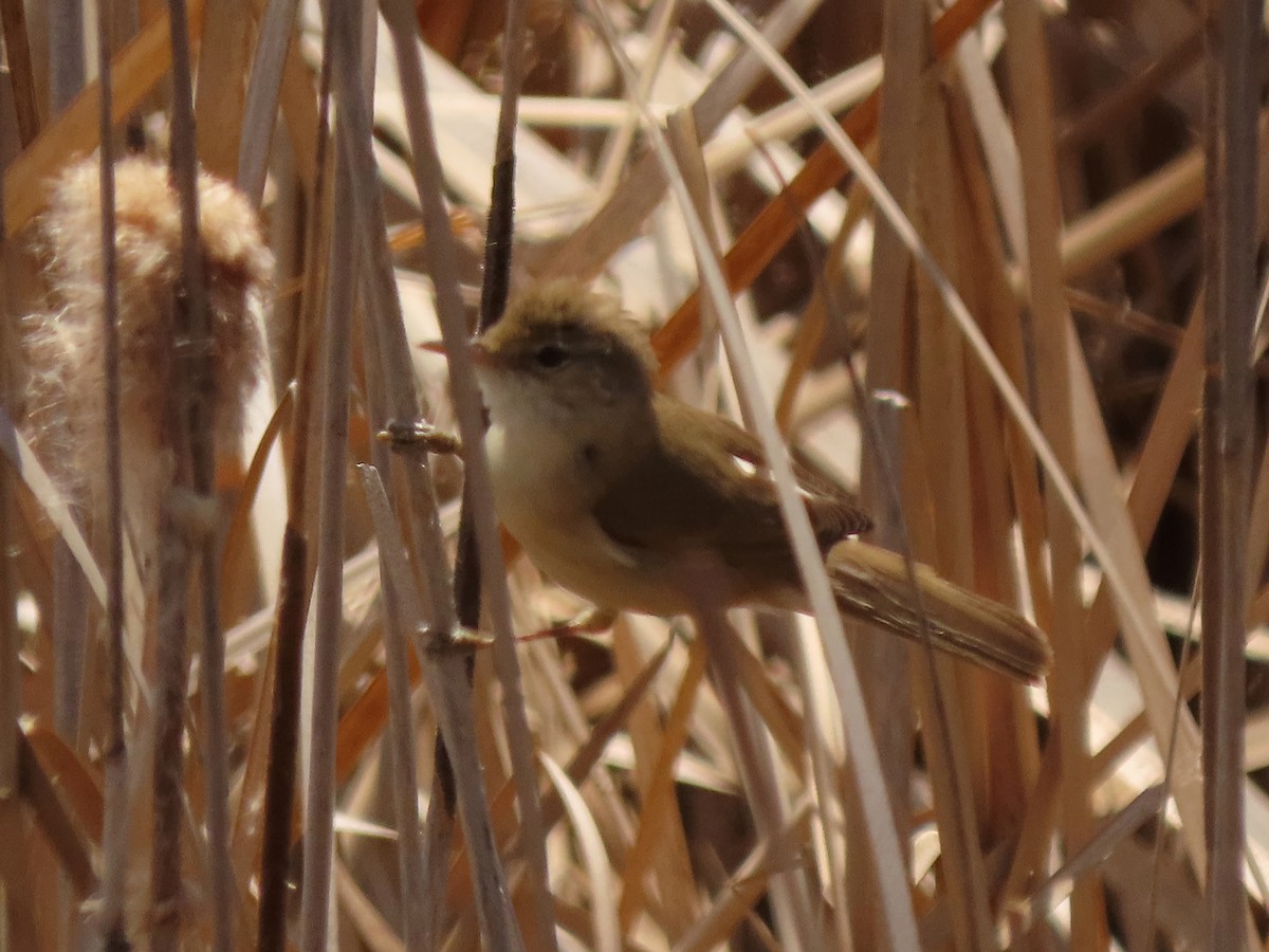 Common Reed Warbler - ML644952928