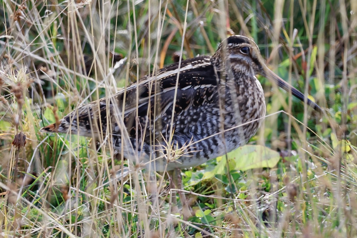 Wilson's Snipe - ML644952937